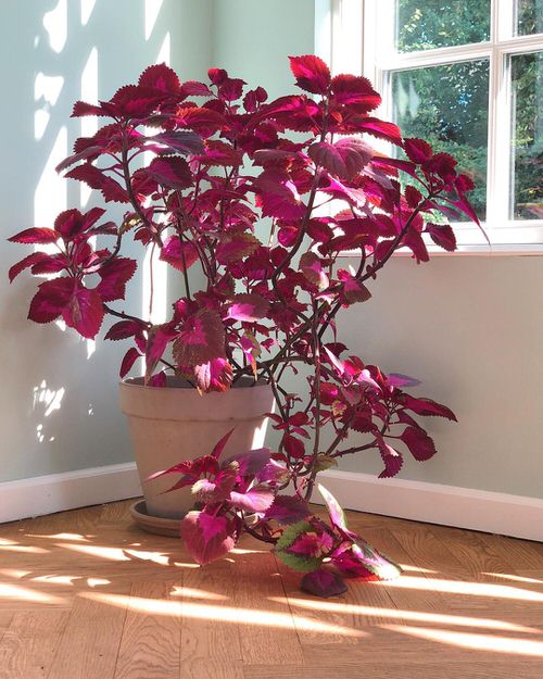 Colorful Indoor Space Ideas with Plants 8