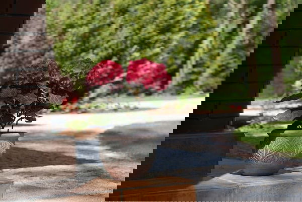 landscaping with hydrangea (12)_mini