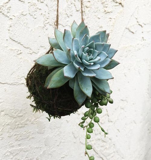 Unique DIY Kokedama Ball Ideas 4