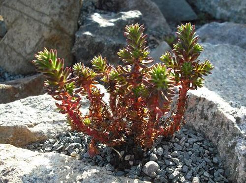 Types of Sedums 3