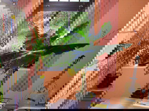 Indoor Fruit Tree Pictures for Inspiration 4