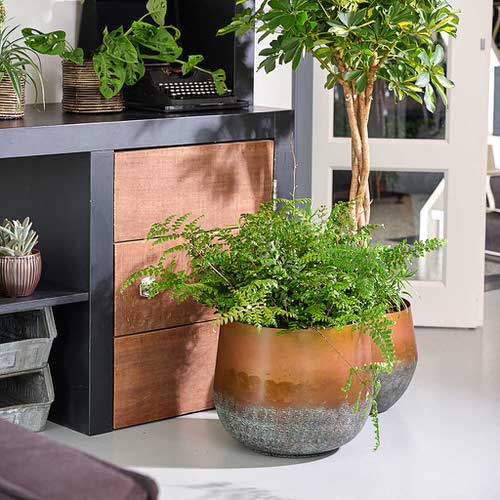 Pictures of Indoor Plants in Metallic Planters 9