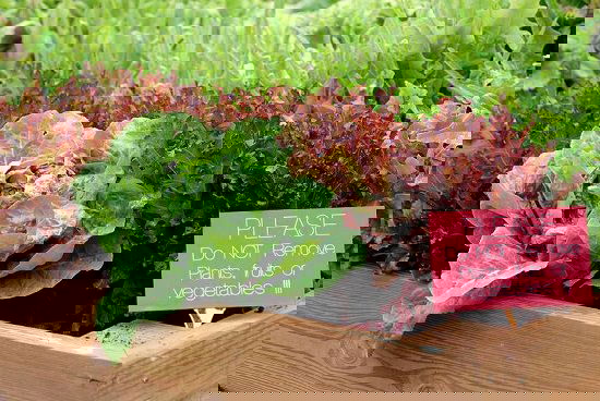 best leafy green vegetables to grow in containers