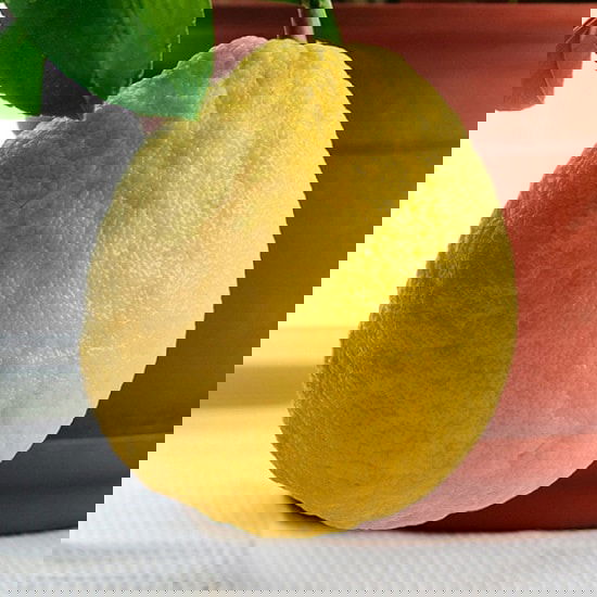 Different Types of Lemons with Pictures 4