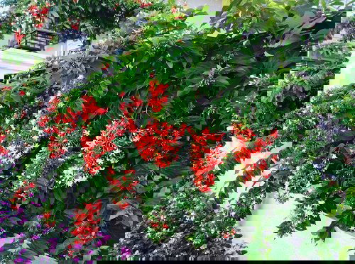 Best Plants to Cover a Fence 42