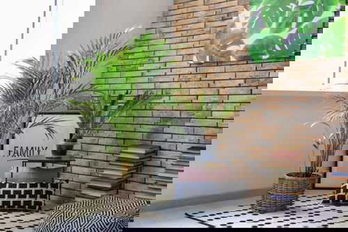 Décor Ideas with Indoor Palms