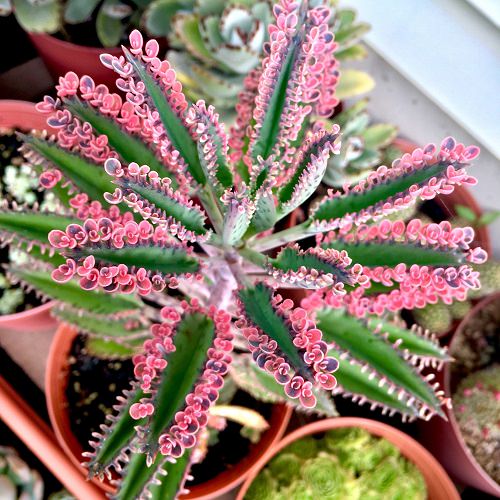 Beautiful Pink Succulents 11