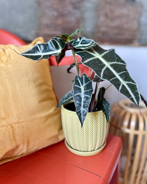 Best Foliage Plants for Containers 55