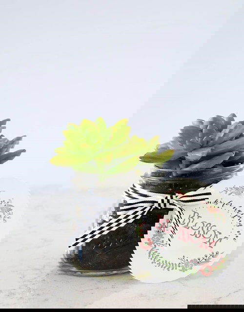 DIY Plant Gift Ideas for Christmas 4