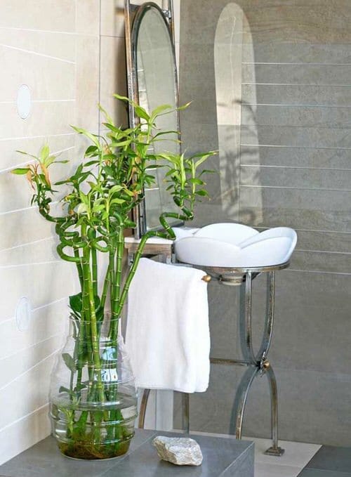 Different Types of Lucky Bamboo Styles 12