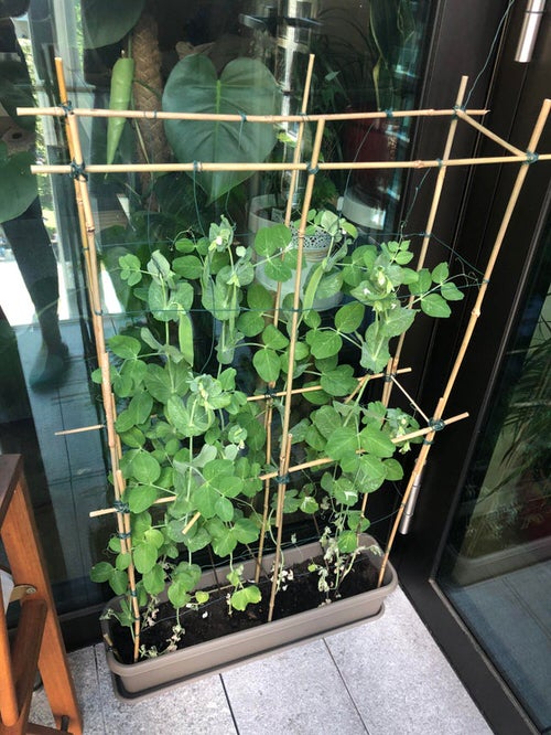 Edible Balcony Gardens 4