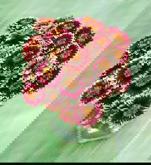 Best Types of Zinnia Varieties 2