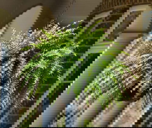 Indoor Plants that Look Better in Baskets 4