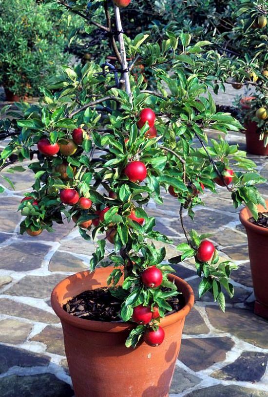 How to Grow a Smoothie Garden 19