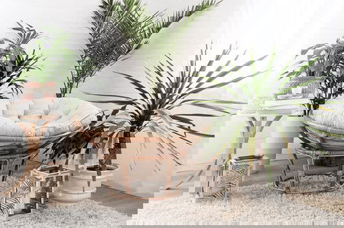 Décor Ideas with Indoor Palms 2