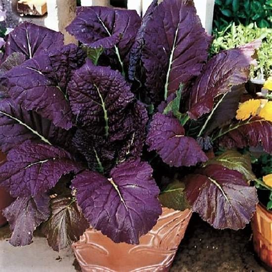 Green Leafy Vegetables 4