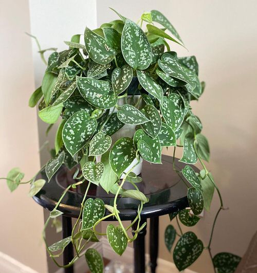 Silver Satin Pothos Pictures 10