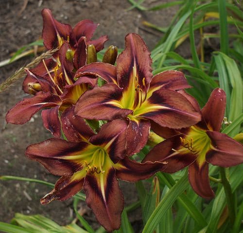 Types of Brown Flower Names 2