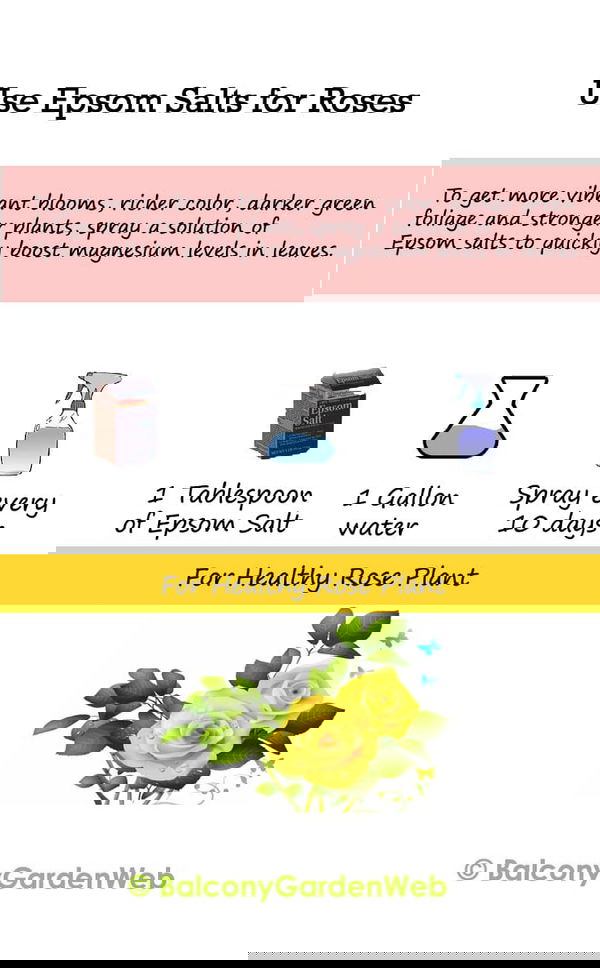 epsom salf for roses_mini