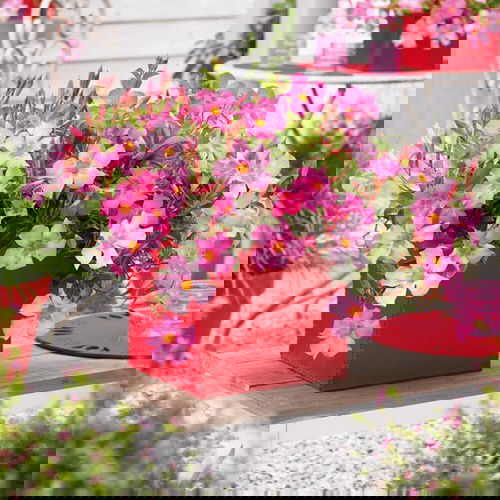 Pictures of Cascading Plants in Home 2