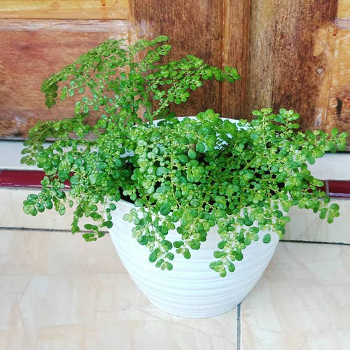 Pictures of the Best Small Houseplants 63