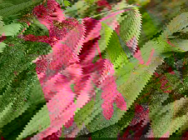 Beneficial Weeds in a Garden 8