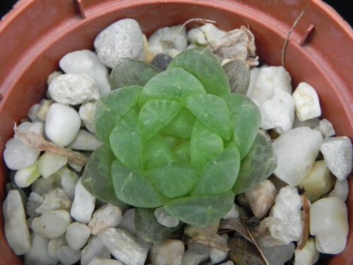 Succulents that Change Color 10