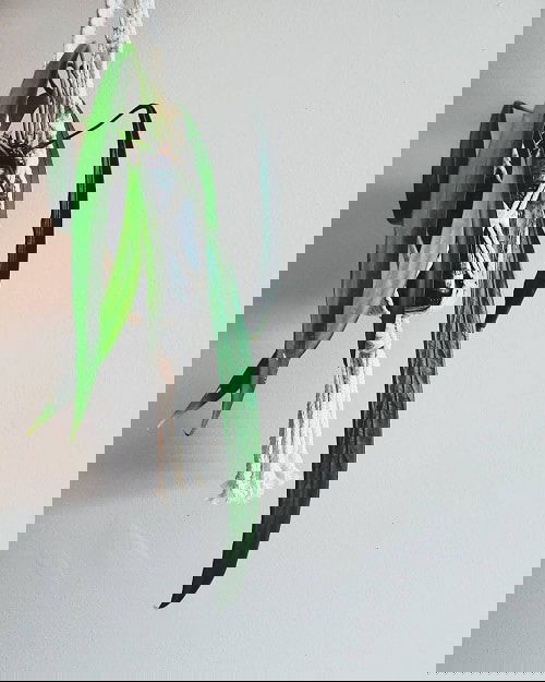 Fanciest Anthuriums 17