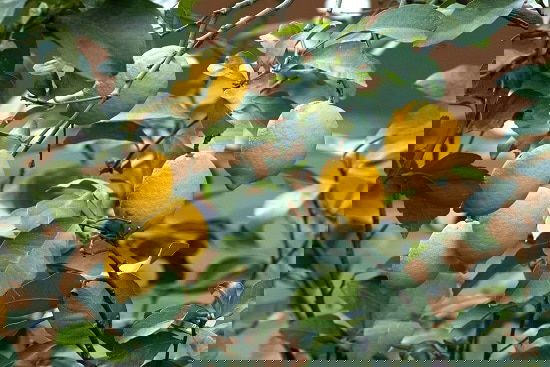 Different Types of Lemons with Pictures 12