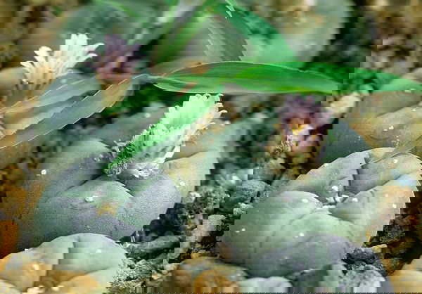 peyote Lophophora williamsii