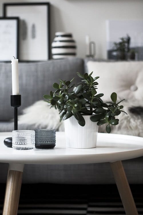 Table Decorating Ideas with Small Potted Houseplants 2