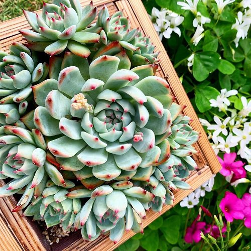 Beautiful Pink Succulents 3