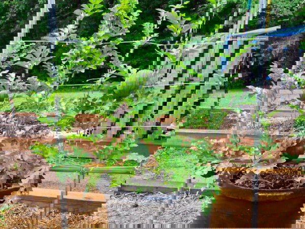 growing watermelon in pot