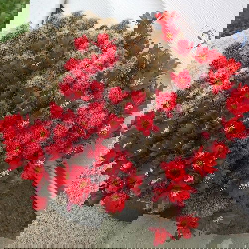 Best Flowering Cactus Plants 6