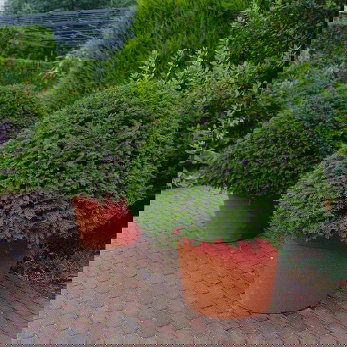 Best Architectural Plants to Grow in Containers 5