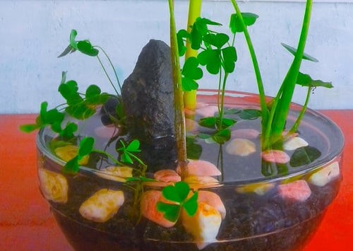 DIY Desktop Water Garden Ideas 3