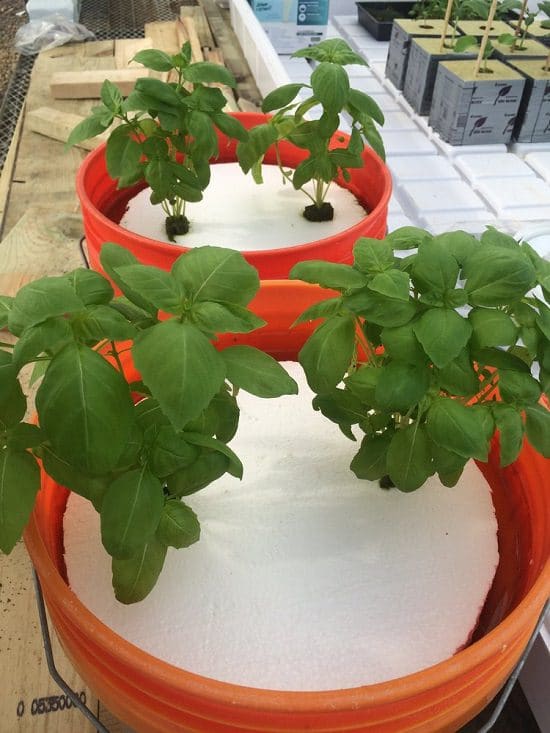 Hydroponic Herb Garden DIY 4