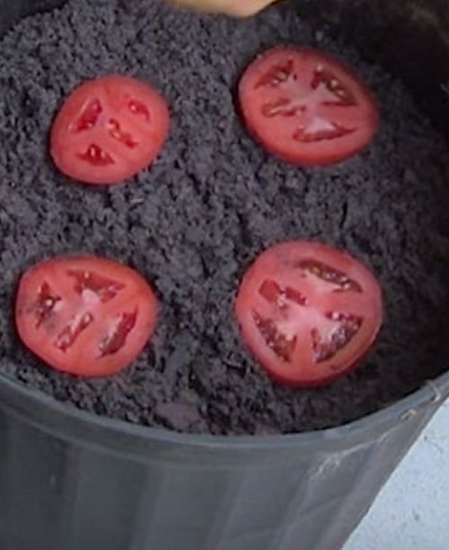 Pinterest Garden Hacks 8