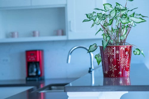 Pictures of Indoor Plants in Metallic Planters