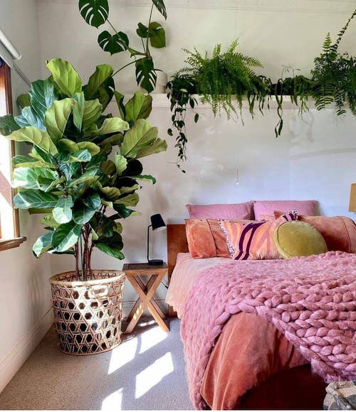 Pictures of Feng Shui Plants for Home 2