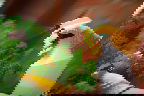 DIY Homemade Mosquito Repellant Ideas 12