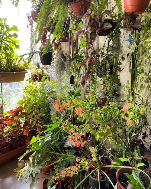 Top Balcony Gardens of November on Instagram 6