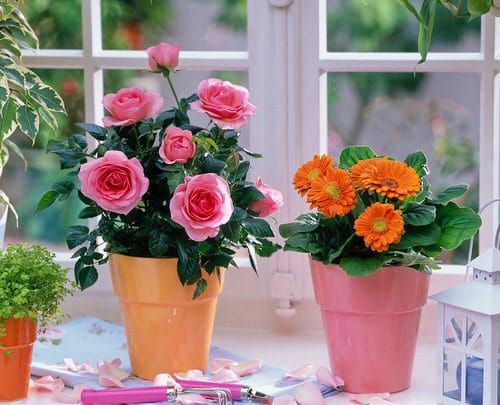 Pictures of Roses in Pots 12