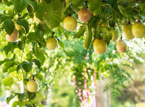 Fruit Plants That Bear Fruit Fast 7