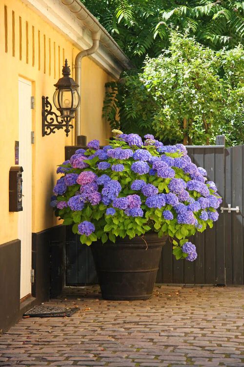 Best Architectural Plants to Grow in Containers 10