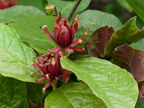 Types of Brown Flower Names 11