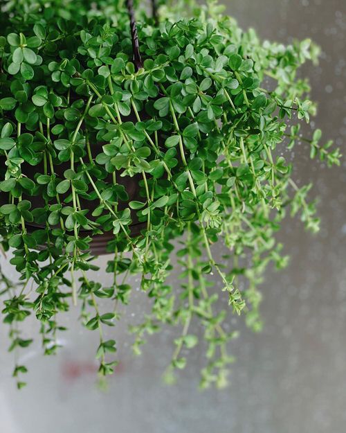 Best Cascading Succulents 8