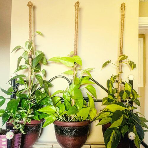 Tropical Indoor Plants Pictures and Ideas from Instagram 4