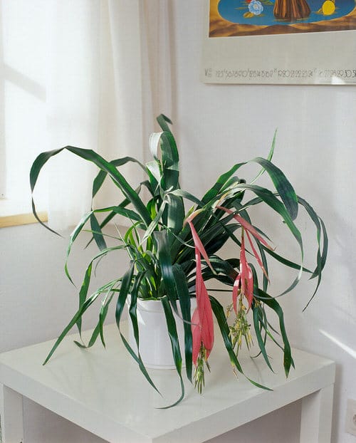 Best Foliage Plants for Containers 5