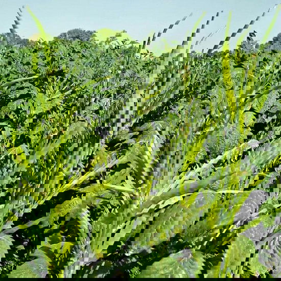 Asian Vegetables to Grow 26